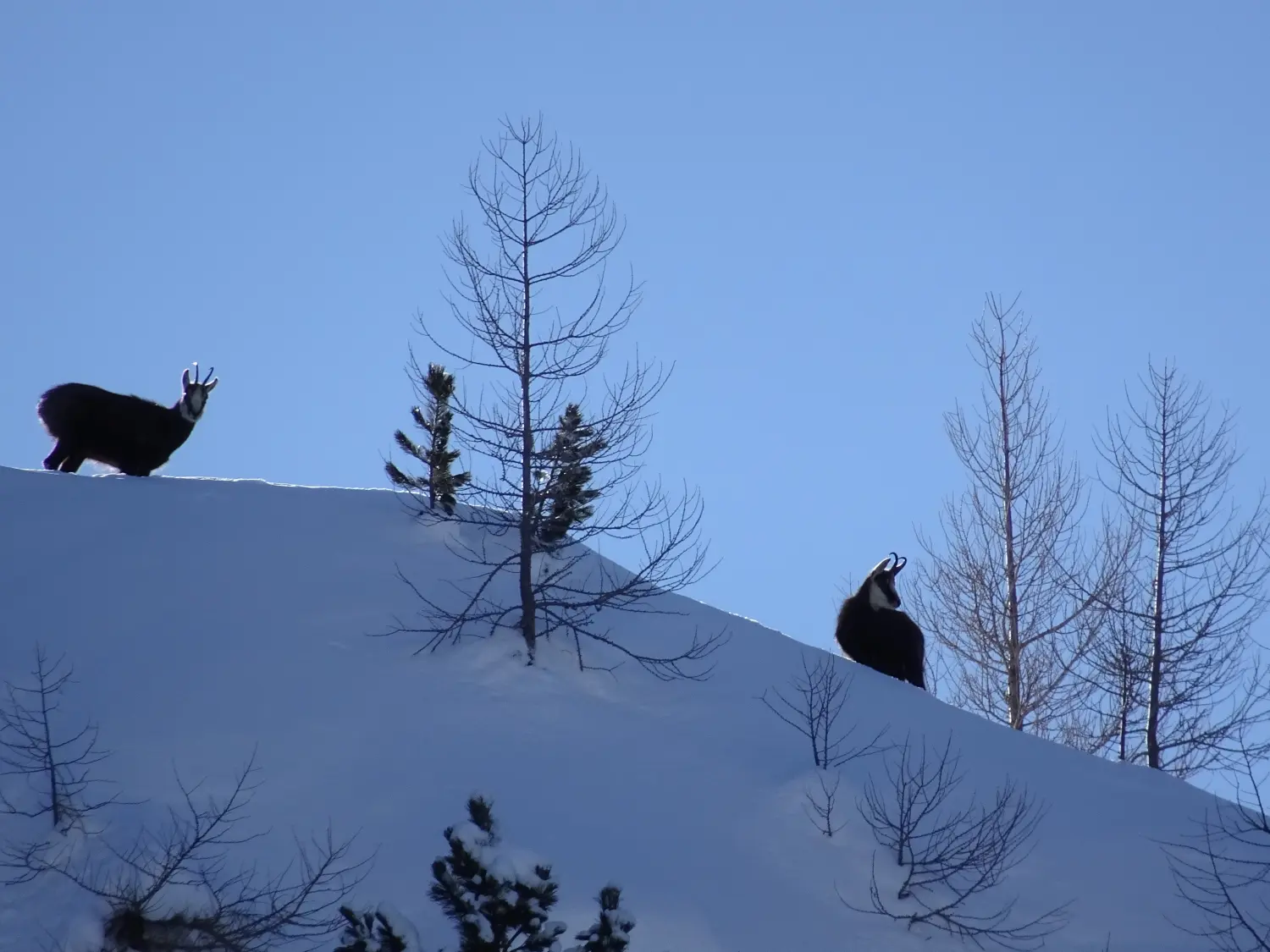 Intensivkurs Skitouren + Tiefschneefahren von Bergspur