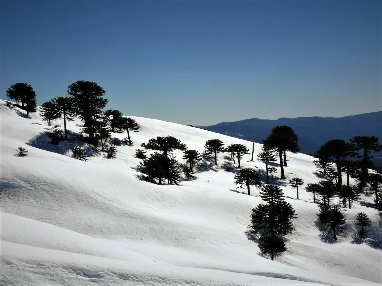 Winterschnee bei Bergspur