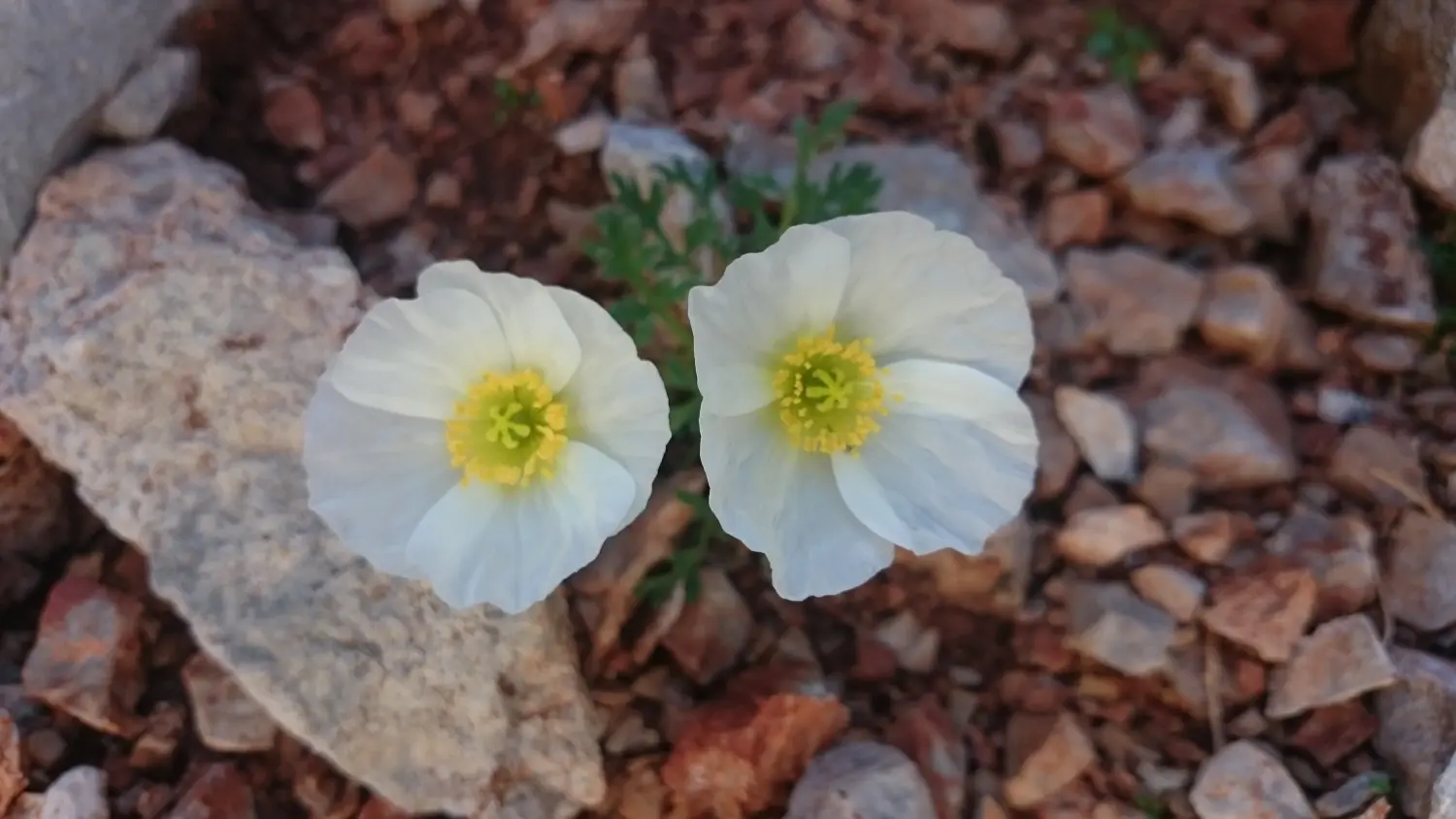 Blumen im Garten von Bergspur