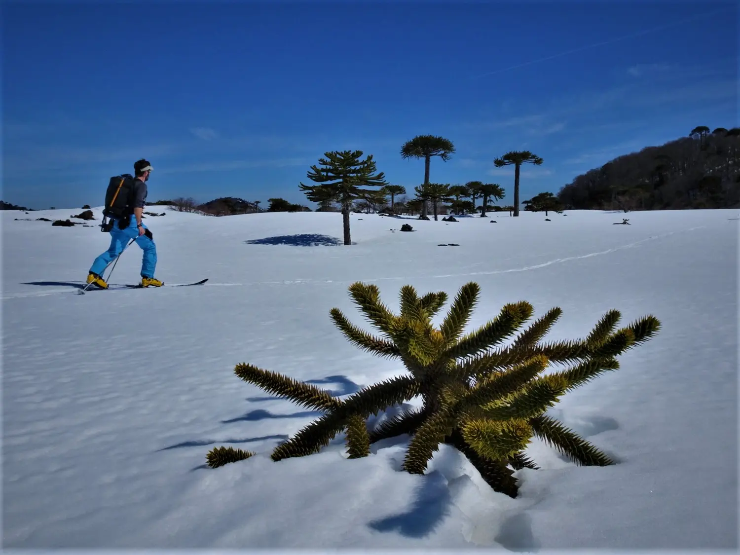 Pflanzen im Schnee von Bergspur