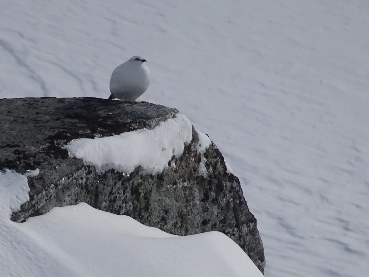 Winterschnee bei Bergspur